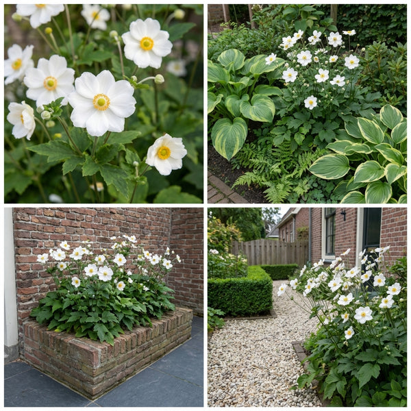 Borderpakket Matisse