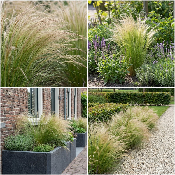 Borderpakket Van Rijn