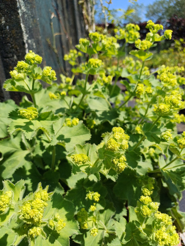 Alchemilla Mollis