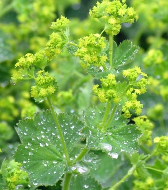 Alchemilla mollis (6 stuks)