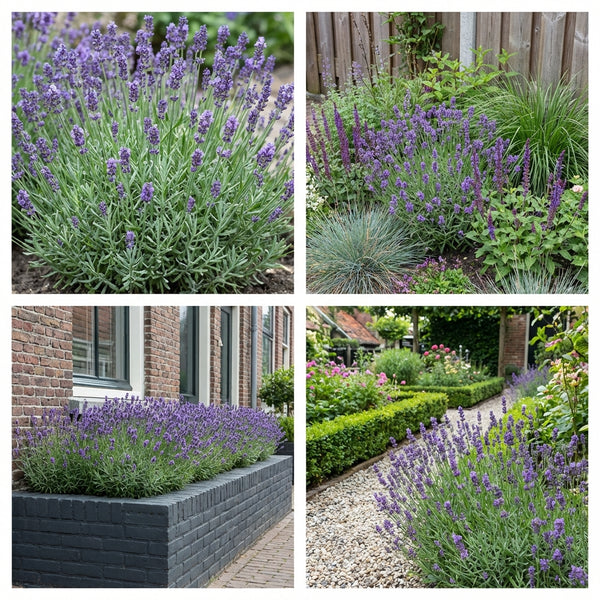 Borderpakket Corbijn