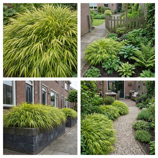 Borderpakket Asselijn