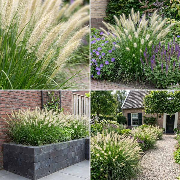 Borderpakket Cézanne