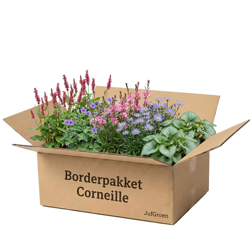 Borderpakket Corneille