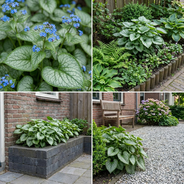 Borderpakket Corneille