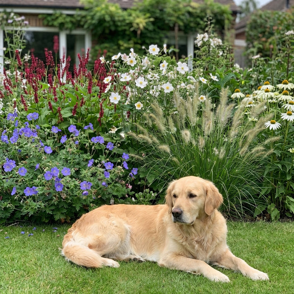 Borderpakket De Ruyter