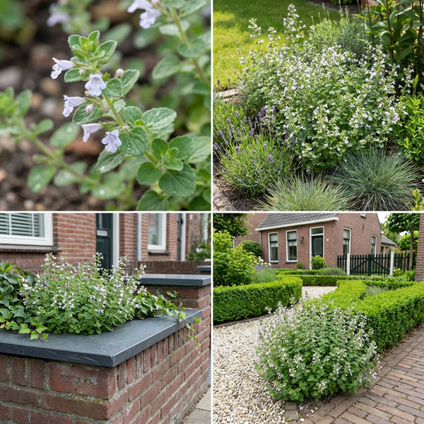 Gevelpakket Gauguin | 3-planten pakket