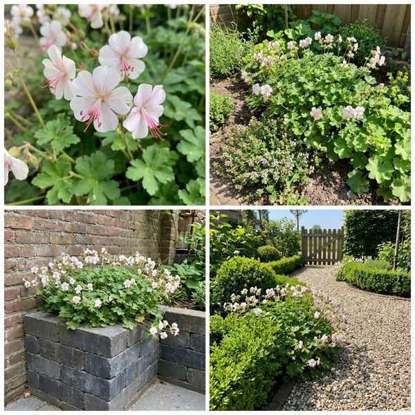 Borderpakket Israels