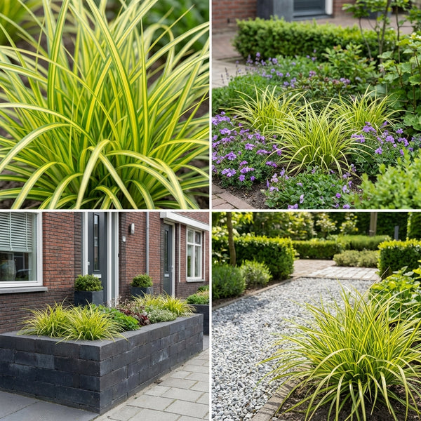 Borderpakket Israels