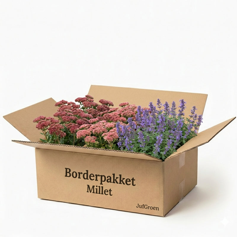 PottenPakket Millet - 3 planten pakket