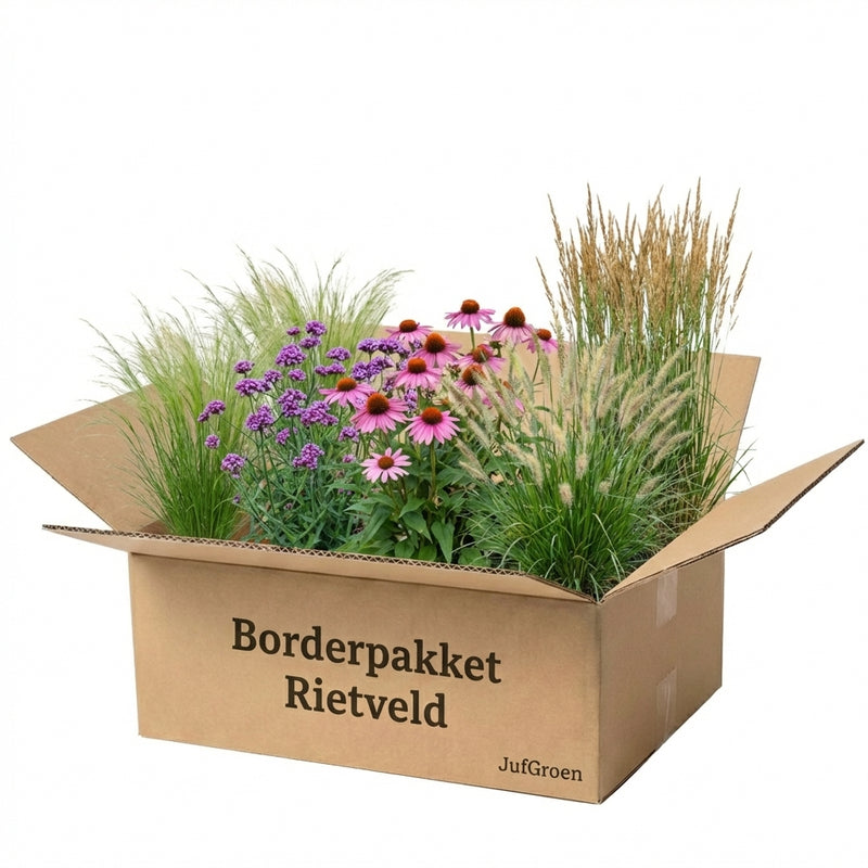 Borderpakket Rietveld