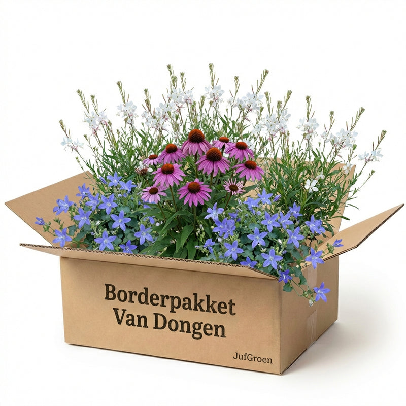 Gevelpakket Van Dongen | 3-planten pakket