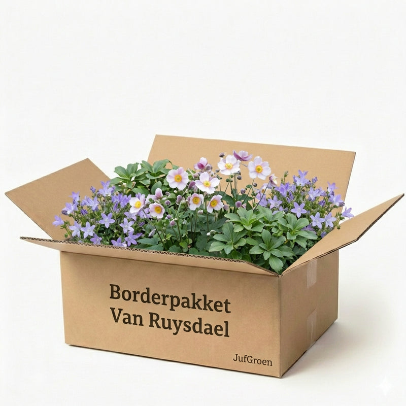 Gevelpakket Van Ruysdael | 3-plantenpakket