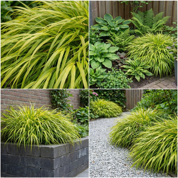 Borderpakket Verspronck