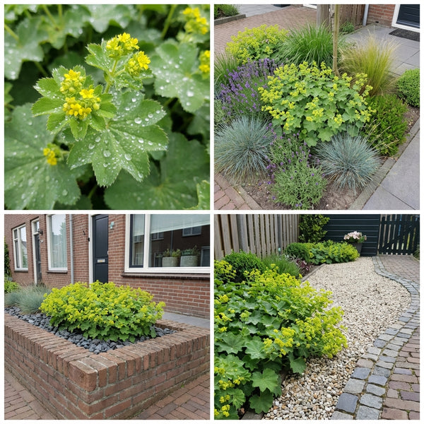 Borderpakket Verspronck