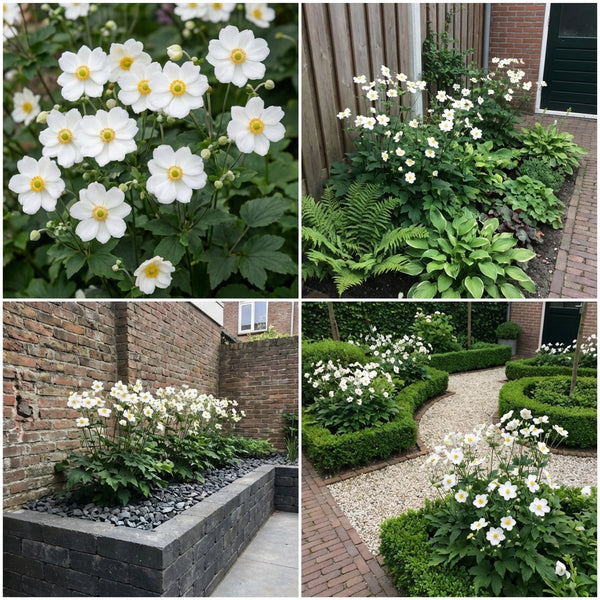 Gevelpakket Weissenburch | 3 planten pakket