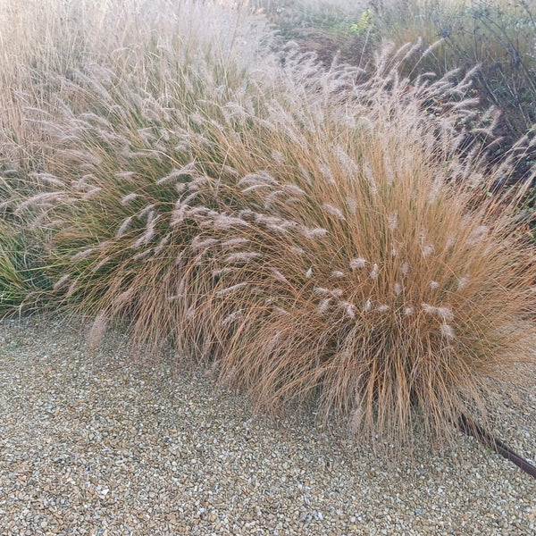 Pennisetum
