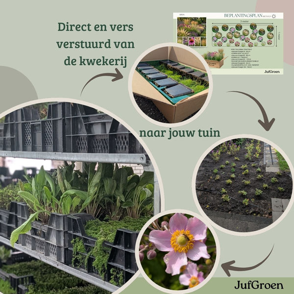 Borderpakket Appel