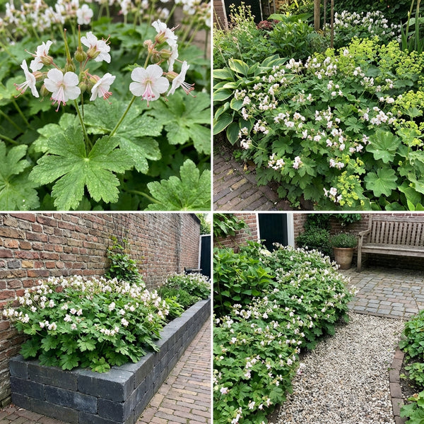 Borderpakket Kandinsky