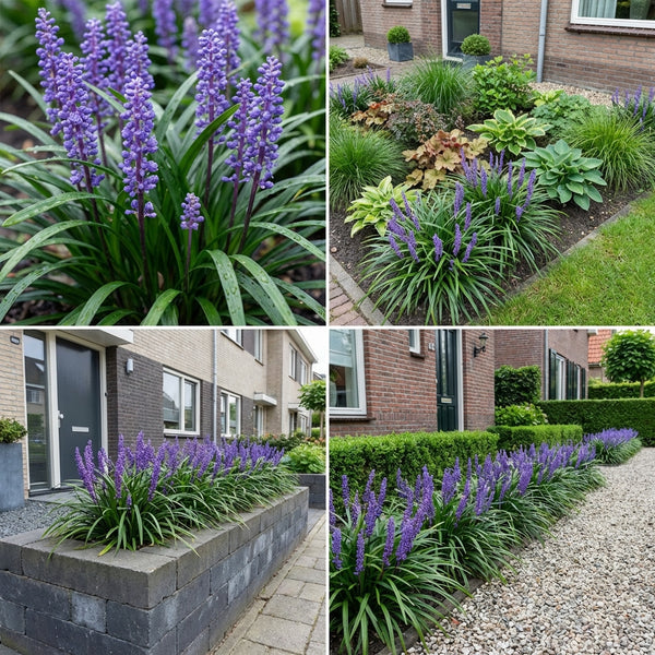 Borderpakket Vermeer