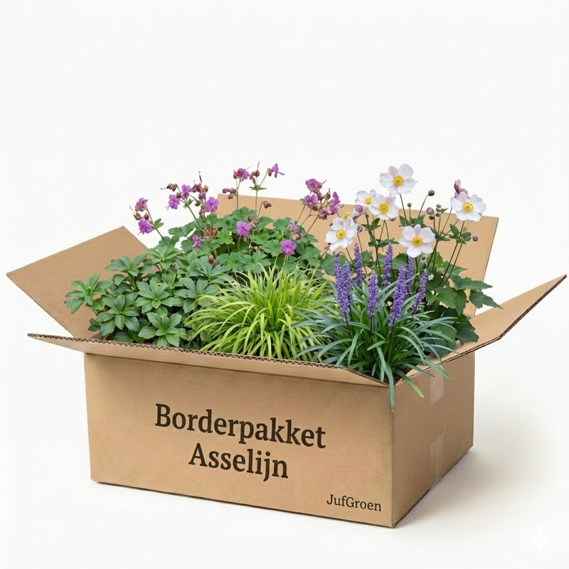 Borderpakket Asselijn