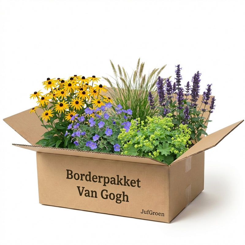 Borderpakket Van Gogh