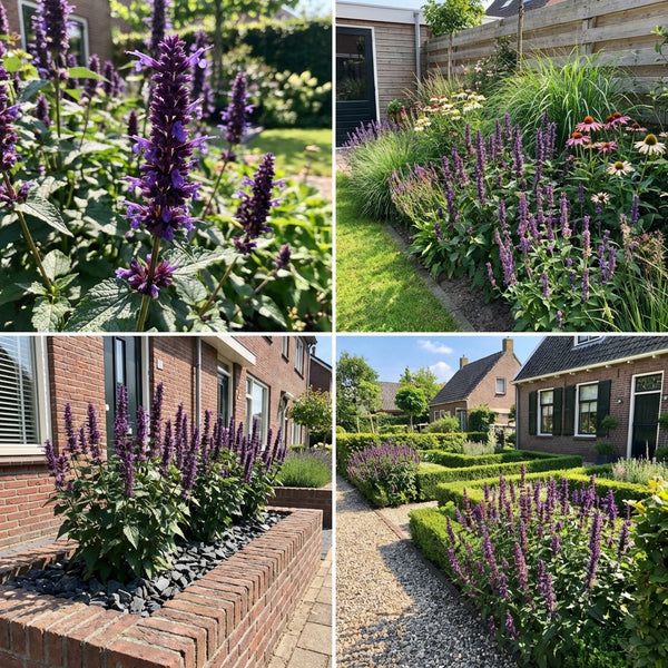 Borderpakket Van Gogh