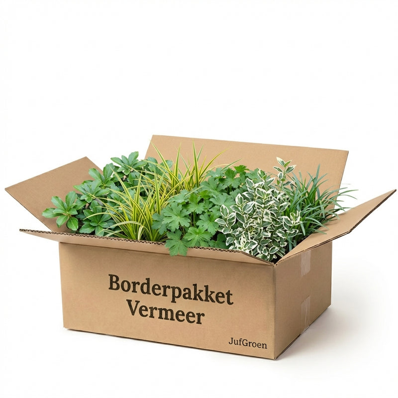 Borderpakket Vermeer