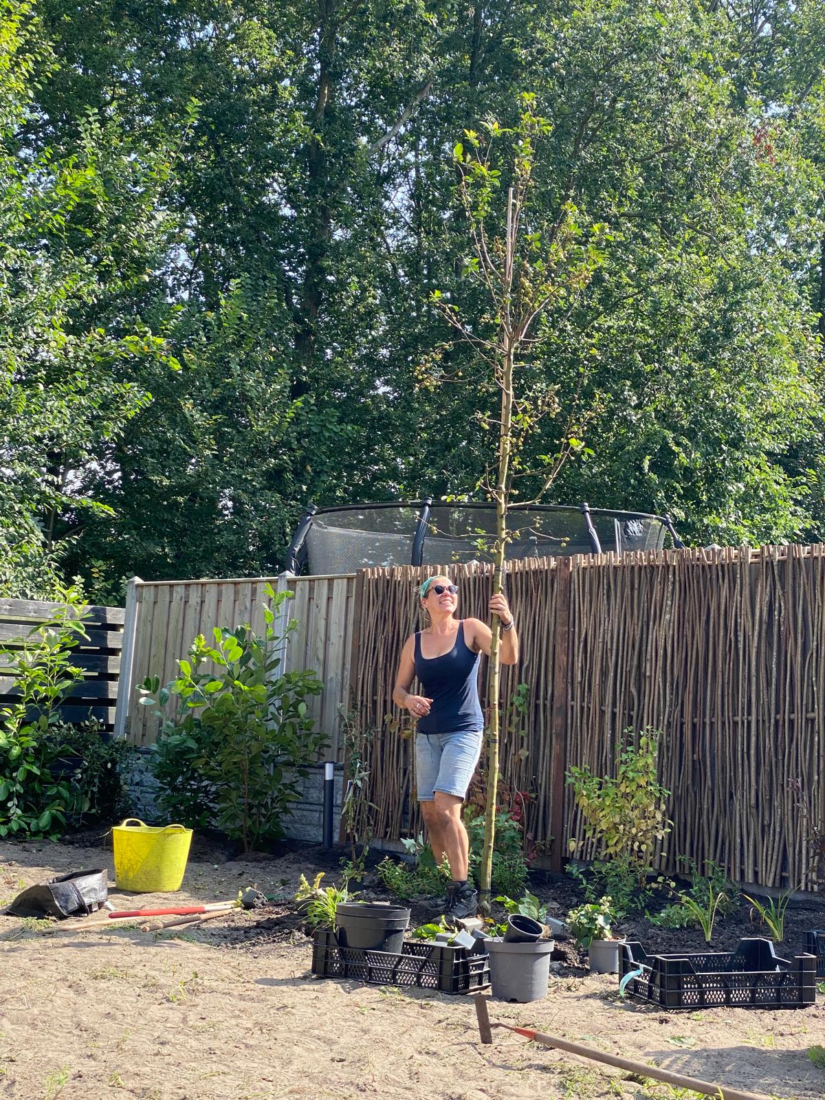 aanplanten & verplaatsen van bomen beste tijd is de winter!
