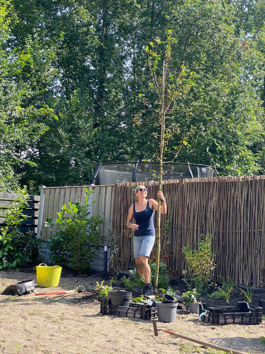 aanplanten & verplaatsen van bomen beste tijd is de winter!