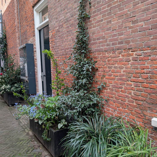 Klimplanten - zo doe je dat!