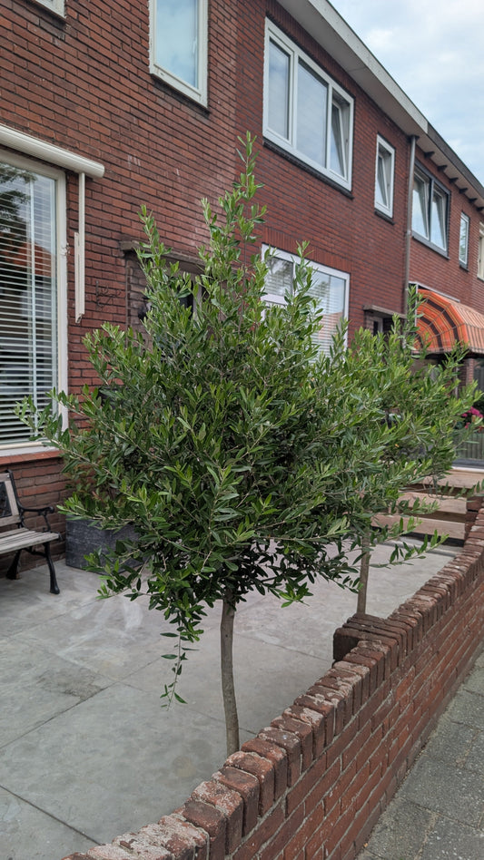 Olijfboom Onderhouden