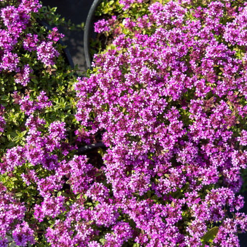 Kruiden in je tuin!