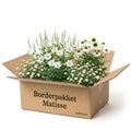 Borderpakket Matisse