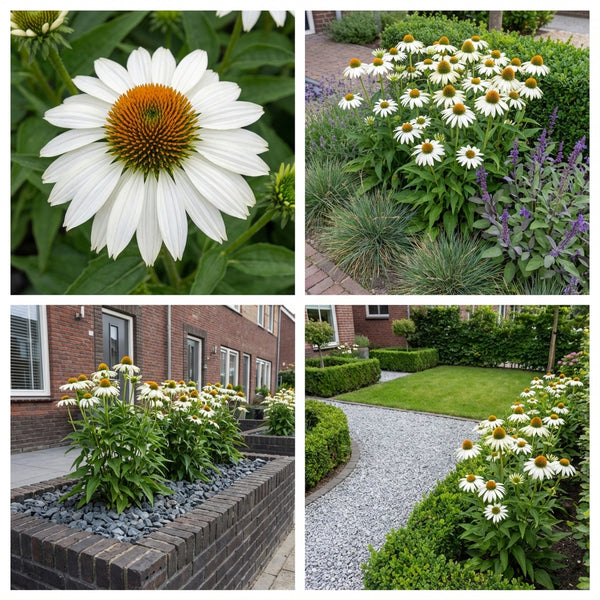 Borderpakket Matisse