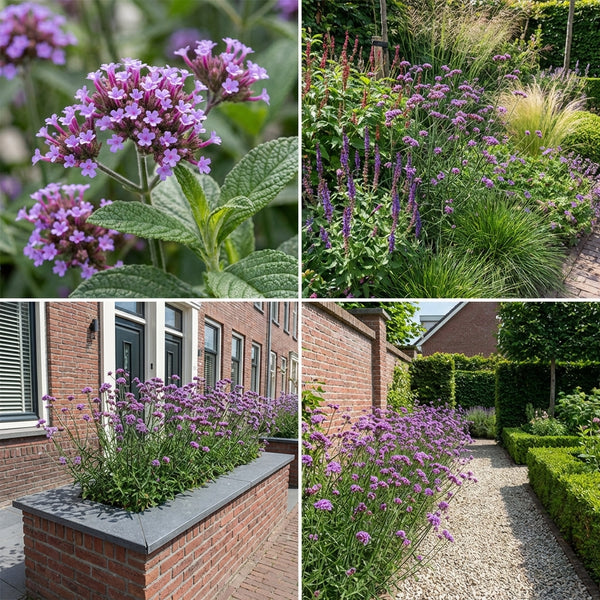 Borderpakket Van Rijn