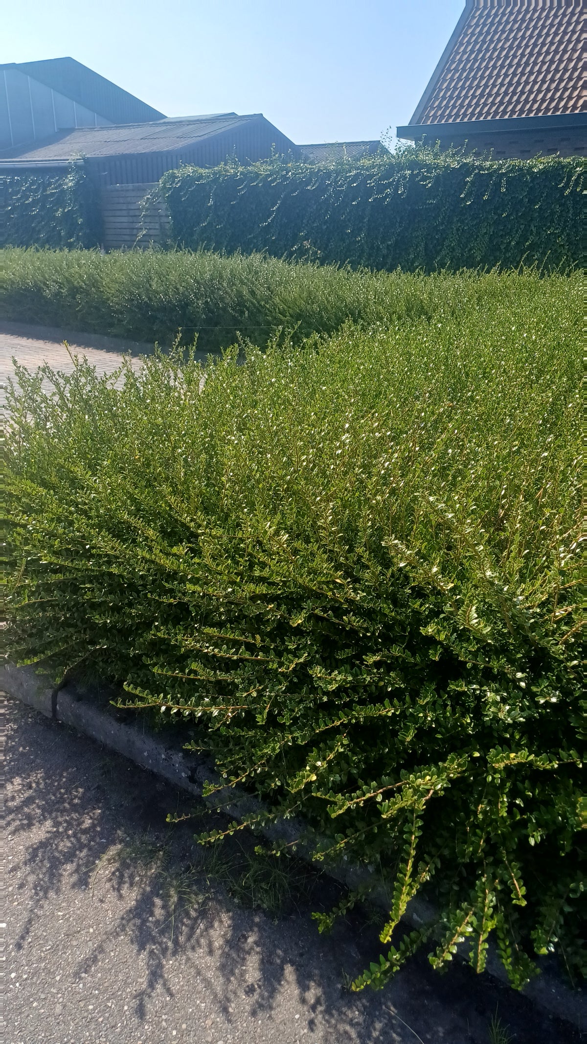 Lonicera nitida 'Maigrün' (6 stuks)
