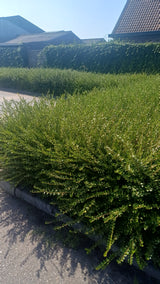 Lonicera nitida 'Maigrün' (6 stuks)