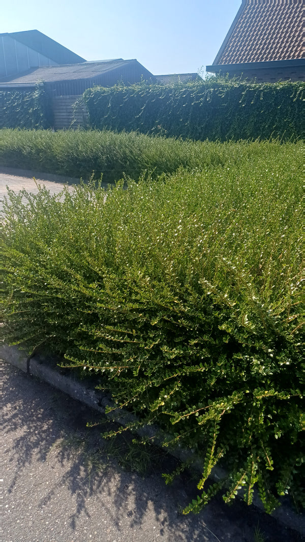 Lonicera nitida 'Maigrün' (6 stuks)