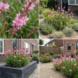 Gevelpakket Lievens | 3-planten pakket