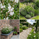 Gevelpakket Lievens | 3-planten pakket