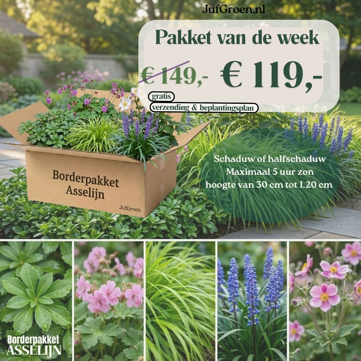 Borderpakket Asselijn