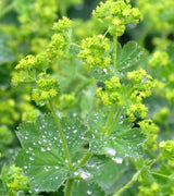 Alchemilla mollis (6 stuks)