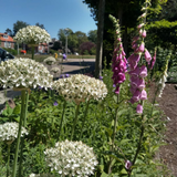 Digitalis purpurea (6 stuks)