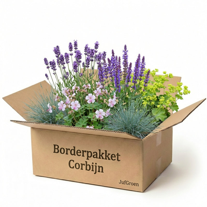 Borderpakket Corbijn
