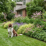 Borderpakket Asselijn