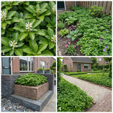 Borderpakket Asselijn