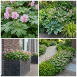 Borderpakket Asselijn