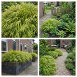 Borderpakket Asselijn