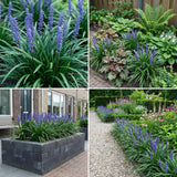 Borderpakket Asselijn